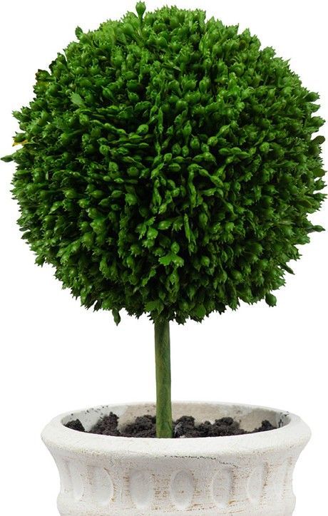 Растения декоративные Самшит, набор Glasar 29570-CREA