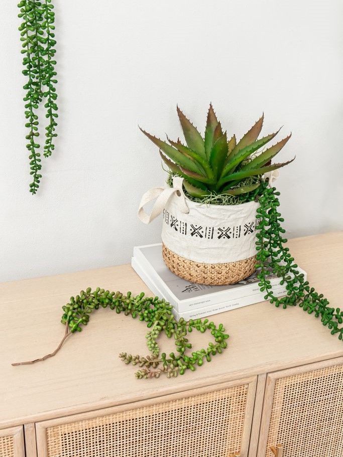 Растение декоративное Суккулент Glasar F2639