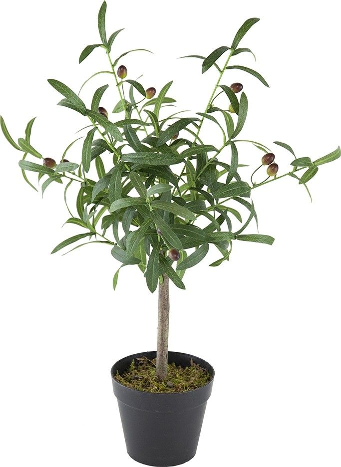 Растение декоративное Олива Glasar 420022-AB