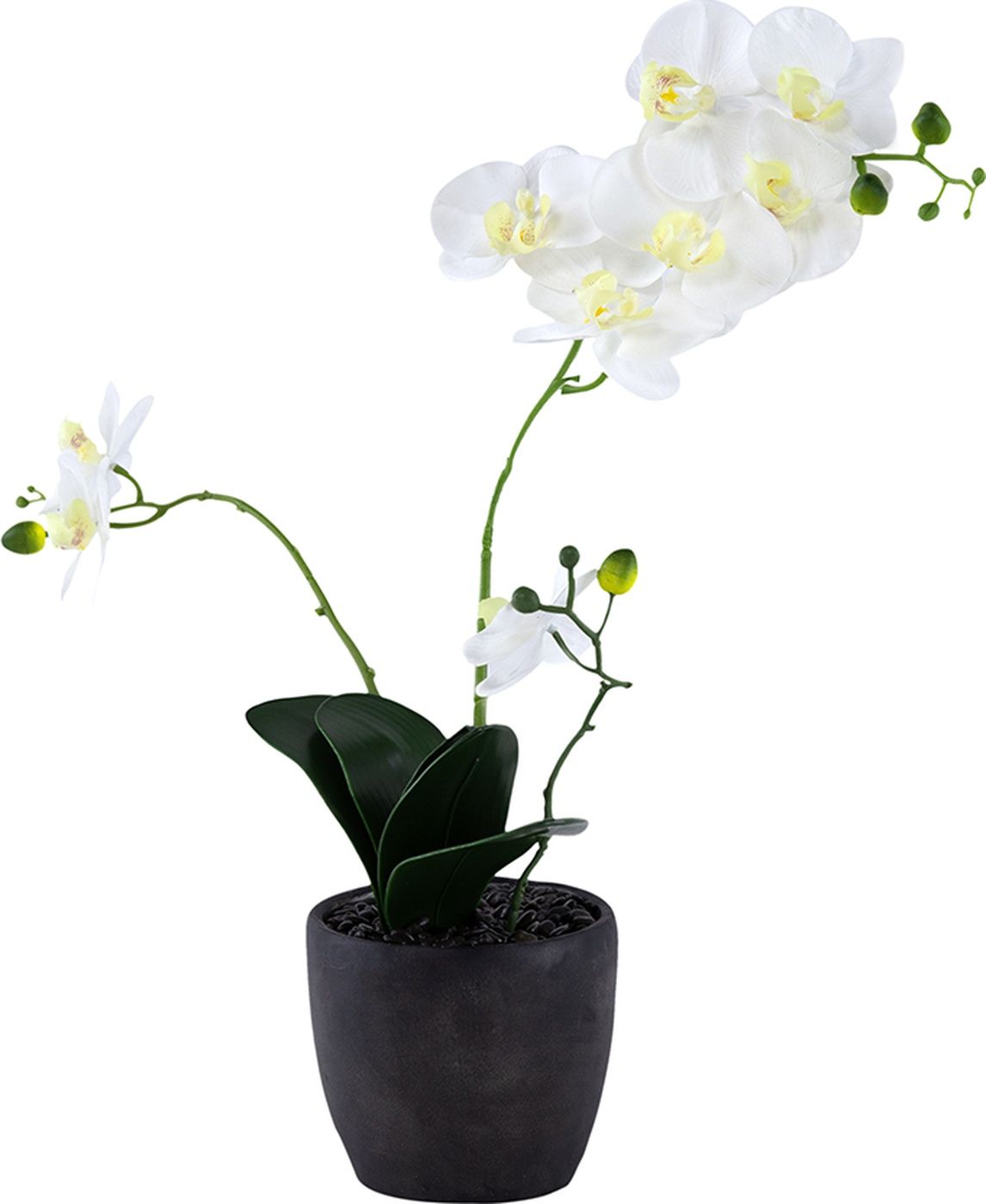 Растение декоративное Орхидея Glasar F48339-WHIT