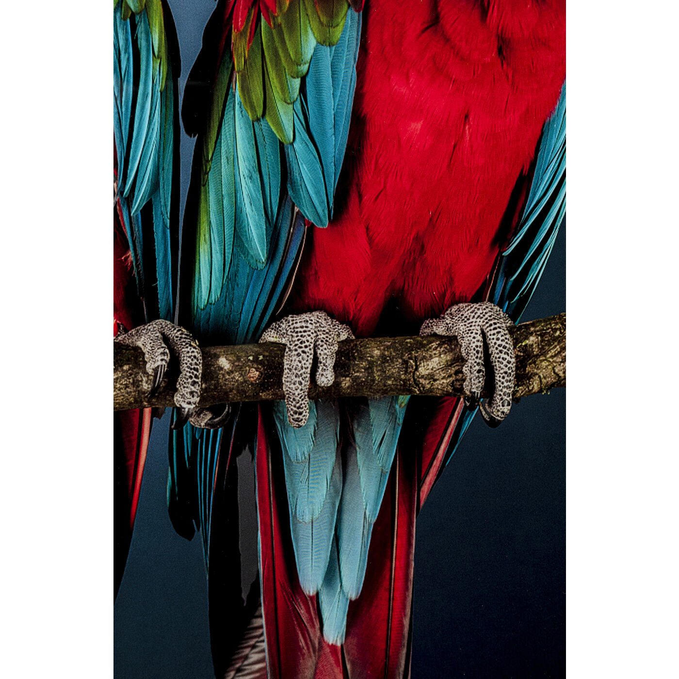 Картина Parrots 53086 Kare