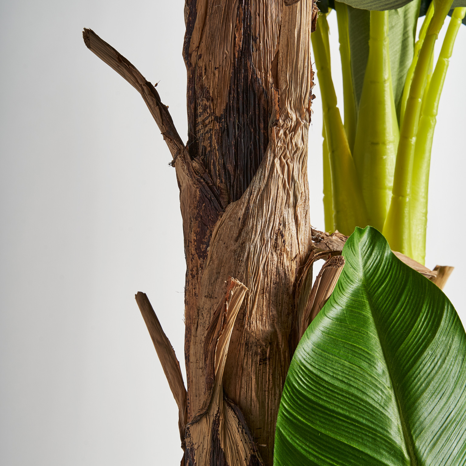 Банановое растение PLATANERO Vical