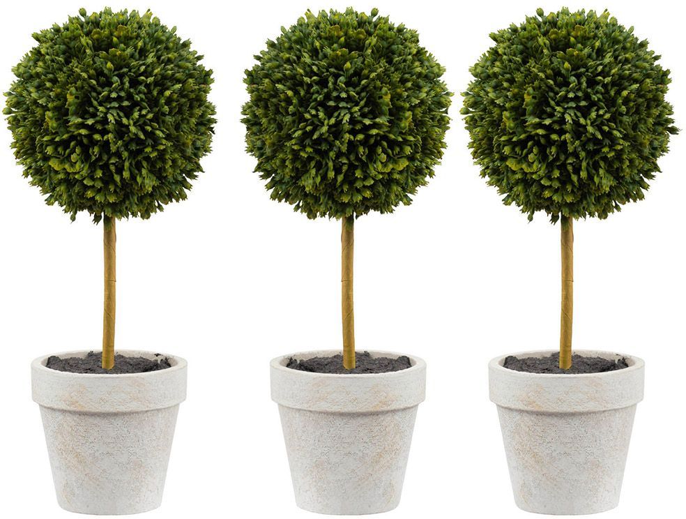 Растения декоративные Самшит, набор Glasar 29283