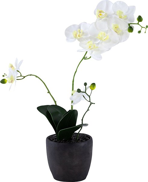 Растение декоративное Орхидея Glasar F48339-WHIT