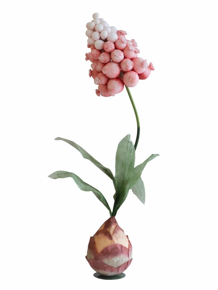 Растение декоративное Гиацинт восточный Glasar F98604