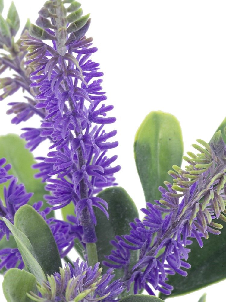 Растение декоративное Лаванда Glasar SA11659