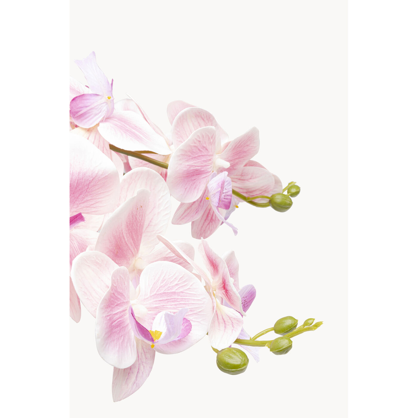 Растение декоративное Orchid Pod 55cm KARE 58350