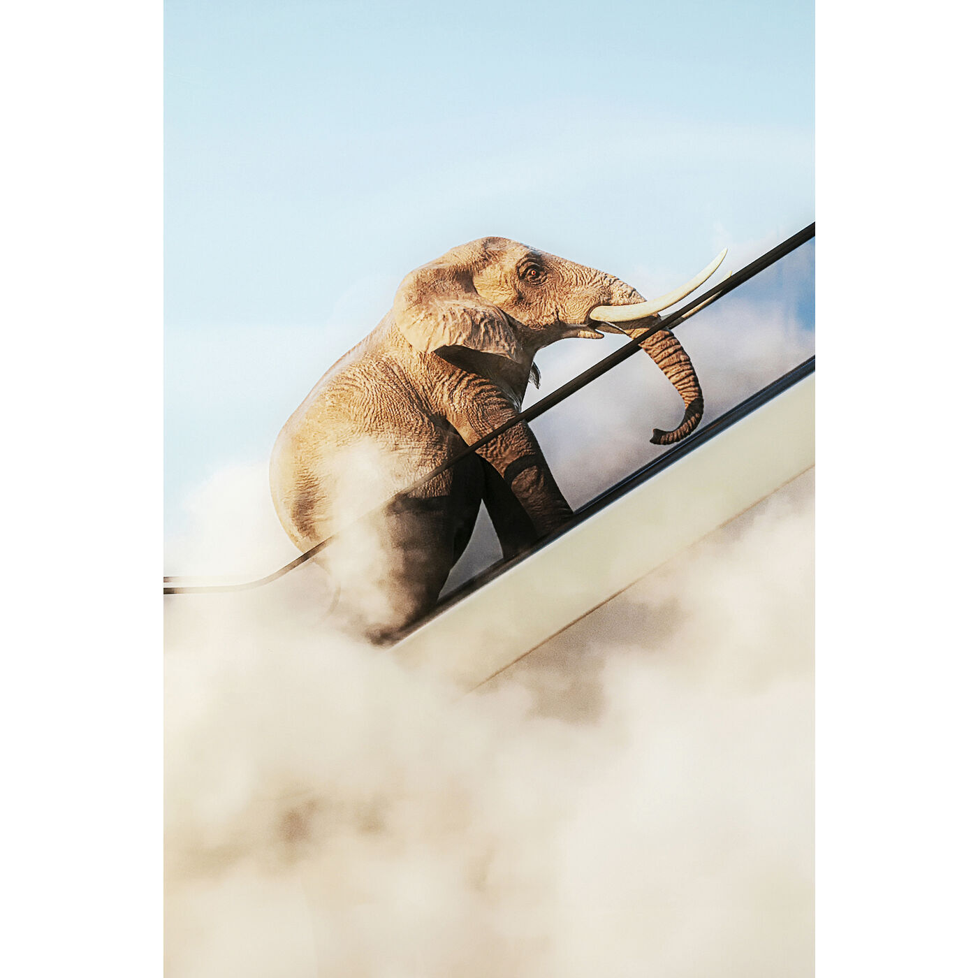 Картина в рамке KARE Elephant 55421