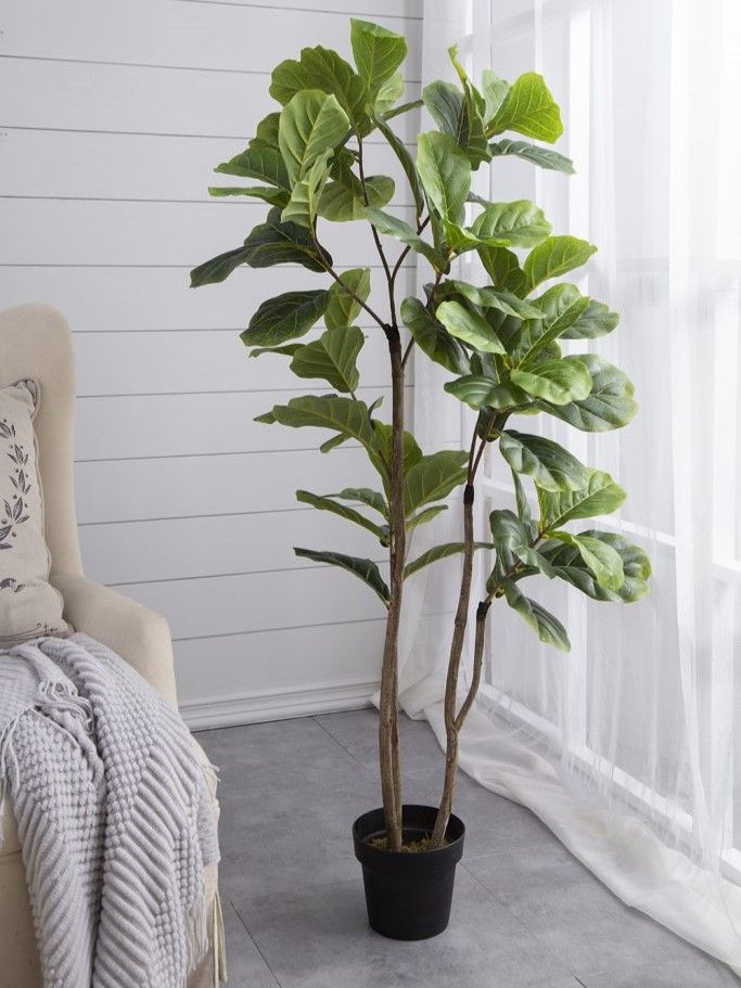 Растение декоративное Фикус Glasar F4536