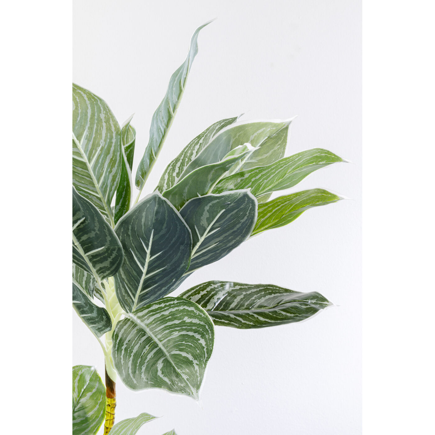 Растение декоративное Calathea 140 см KARE 55914