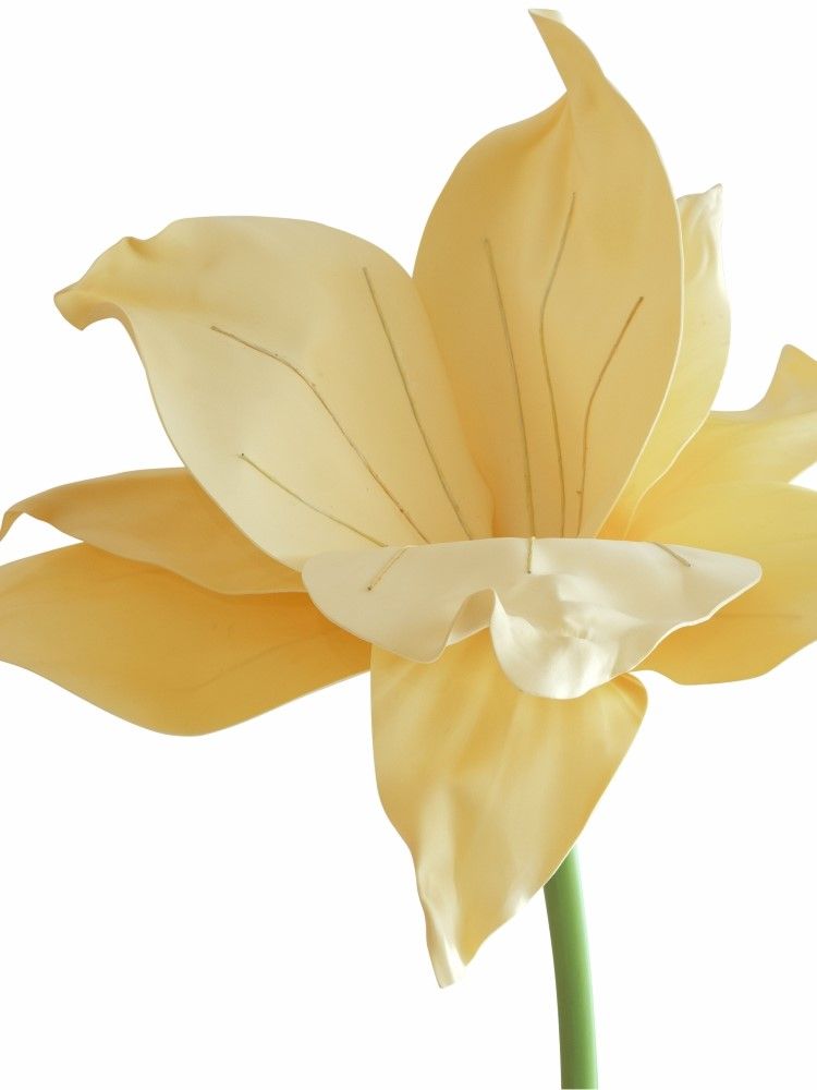 Растение декоративное Ирис Glasar F98621