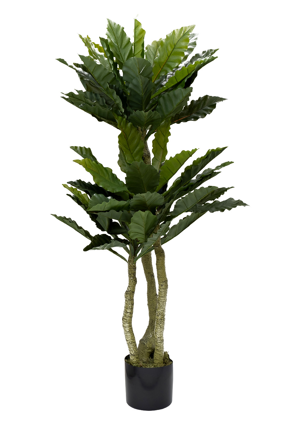 Папоротник гнездовой в горшке Garda Decor 29BJ-934