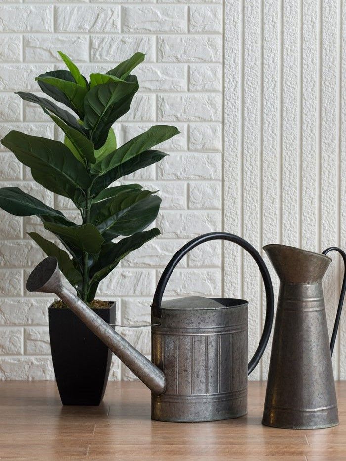 Растение декоративное Фикус Glasar 29877