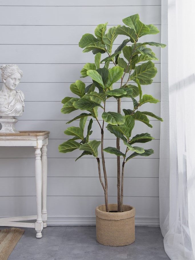 Растение декоративное Фикус Glasar F4536