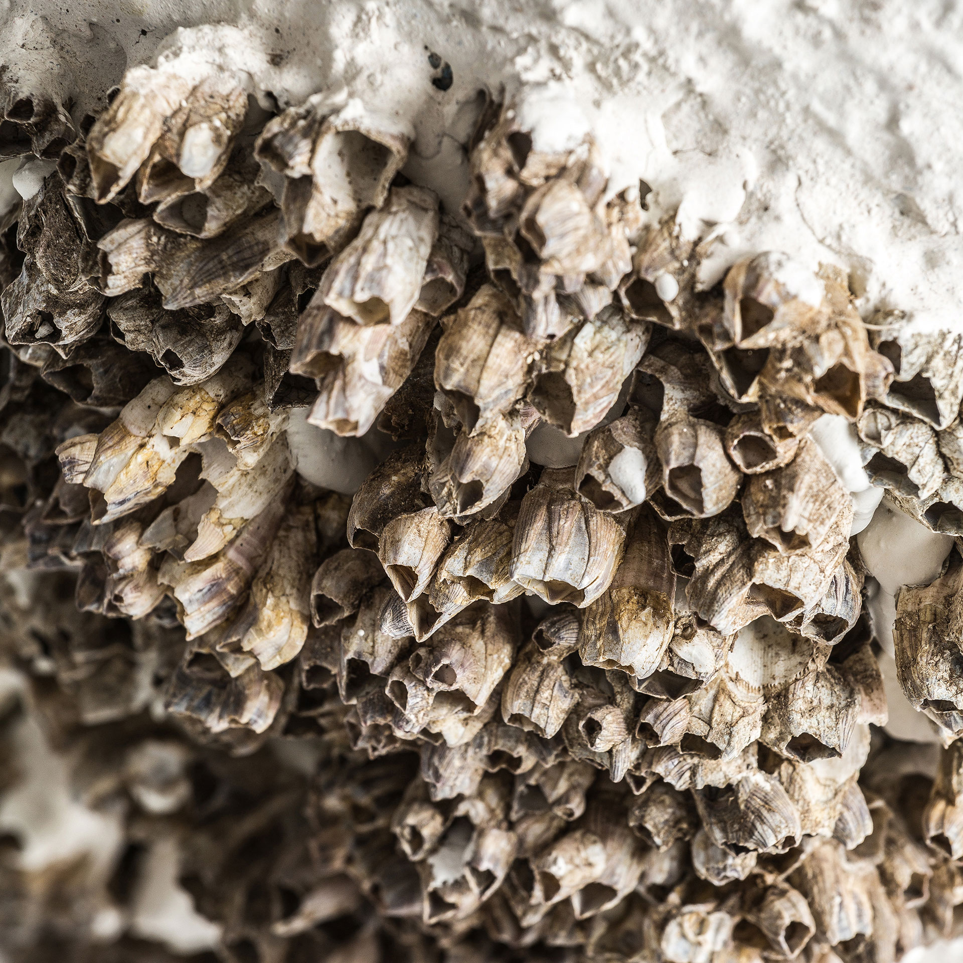 Настольная лампа Thora Vical