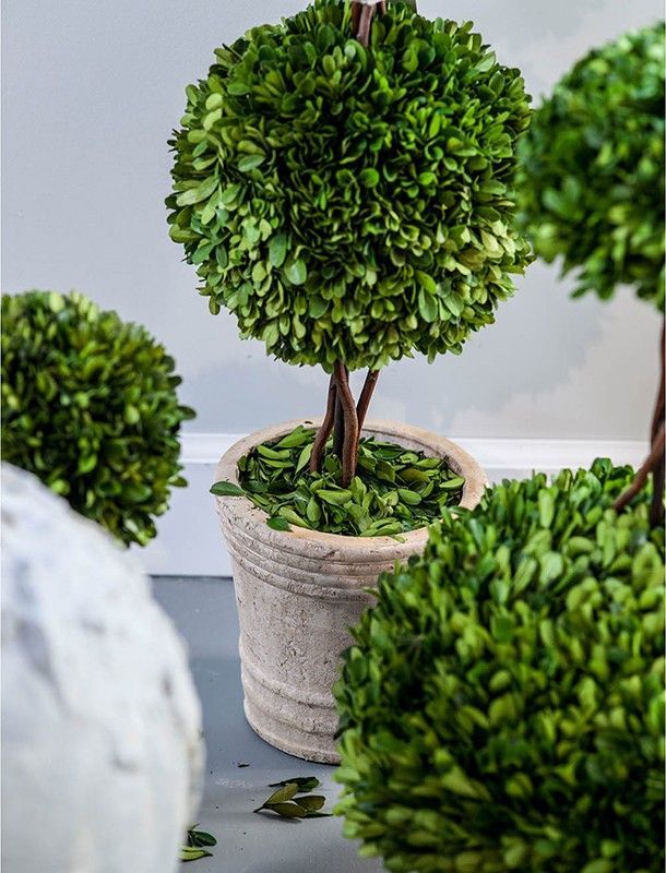 Растение декоративное Самшит Glasar 29397