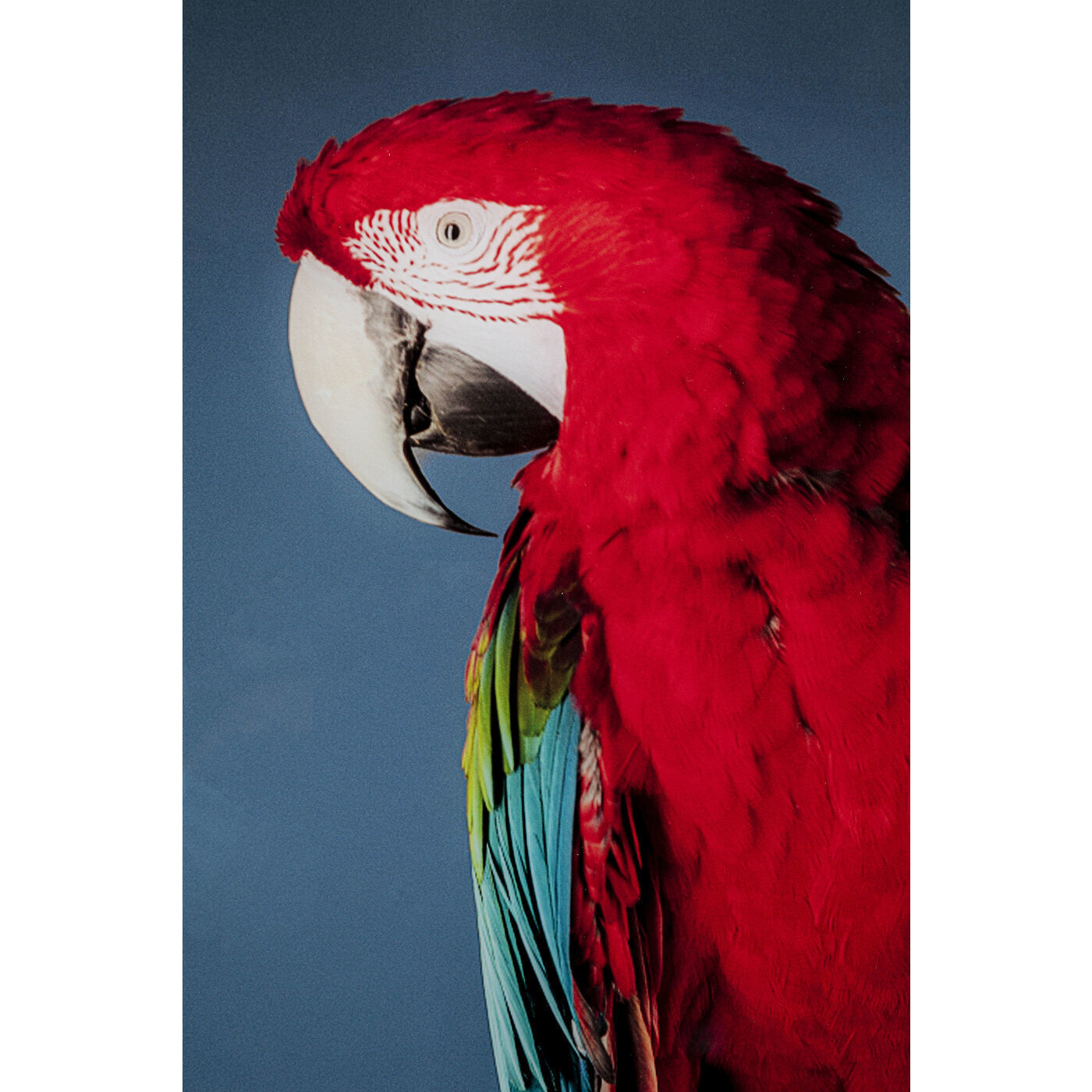 Картина Parrots 53086 Kare