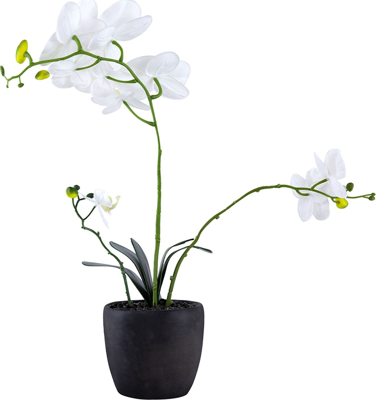 Растение декоративное Орхидея Glasar F48339-WHIT