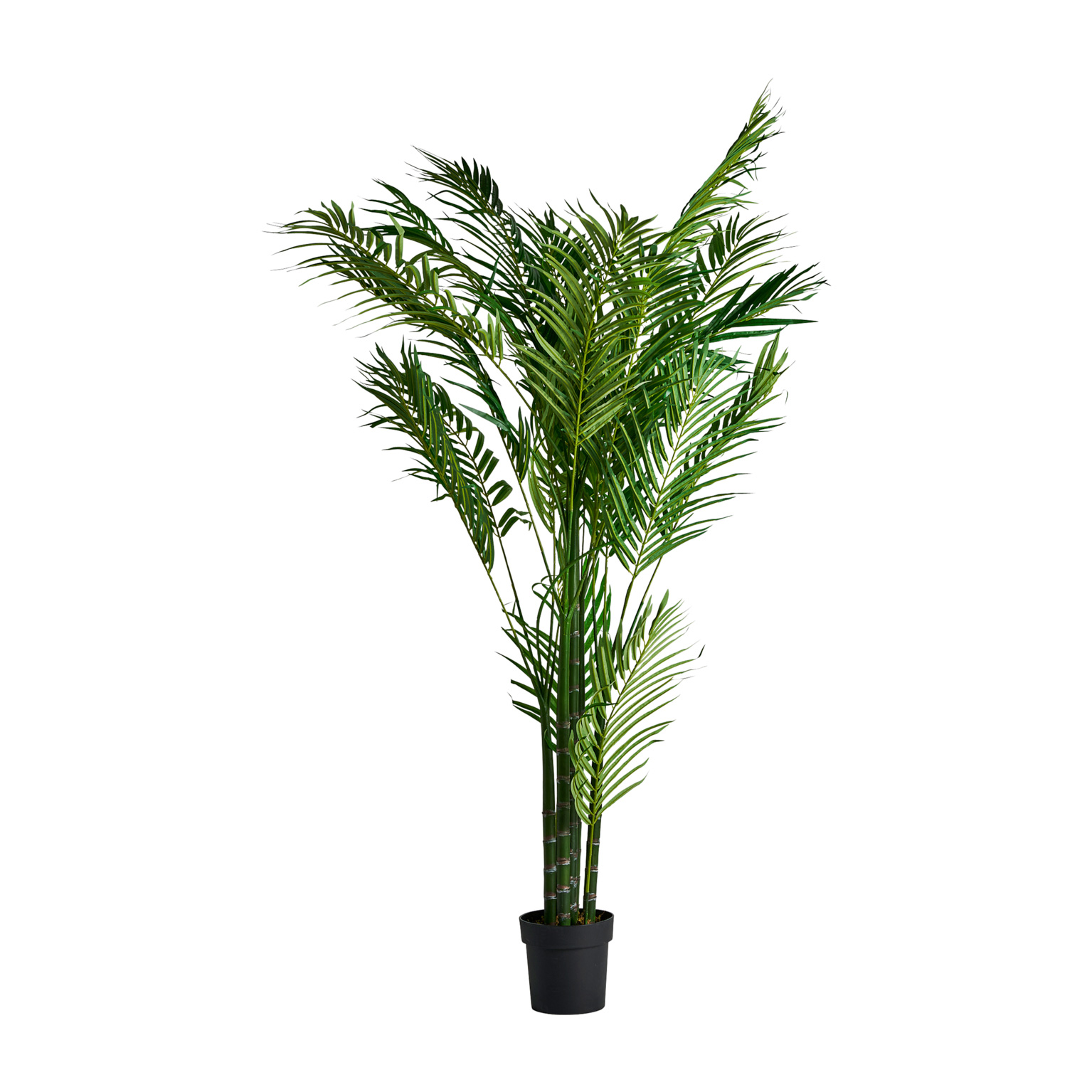 Пальмовое растение PALMERA Vical