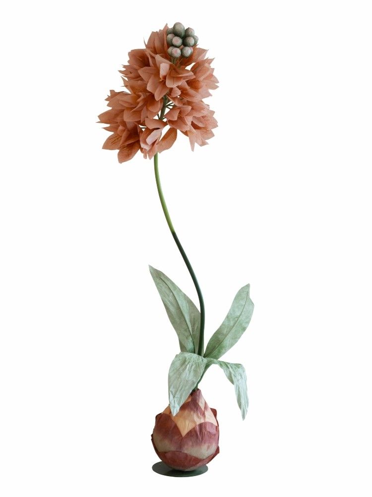 Растение декоративное Гиацинт Glasar F98606