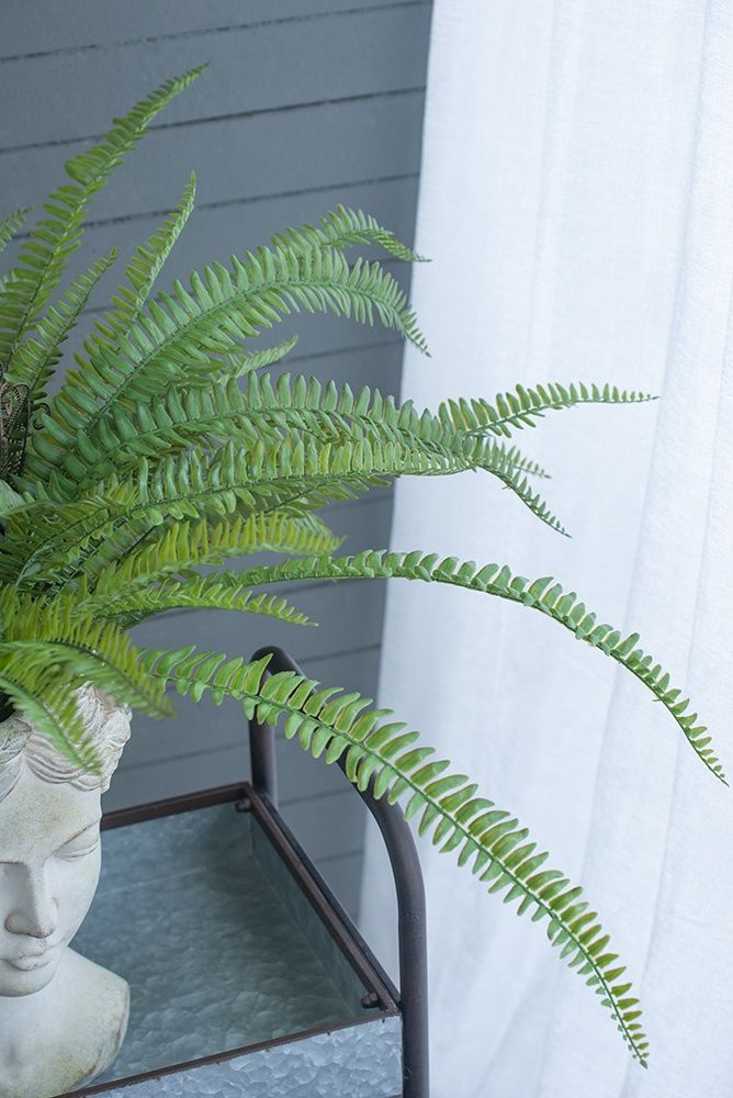 Растение декоративное Папоротник Glasar SA11654