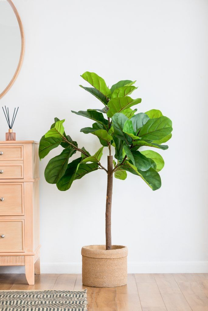 Дерево декоративное Фиговое Glasar SA11852-DS-AB