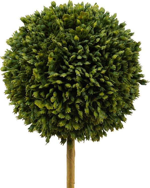 Растения декоративные Самшит, набор Glasar 29283