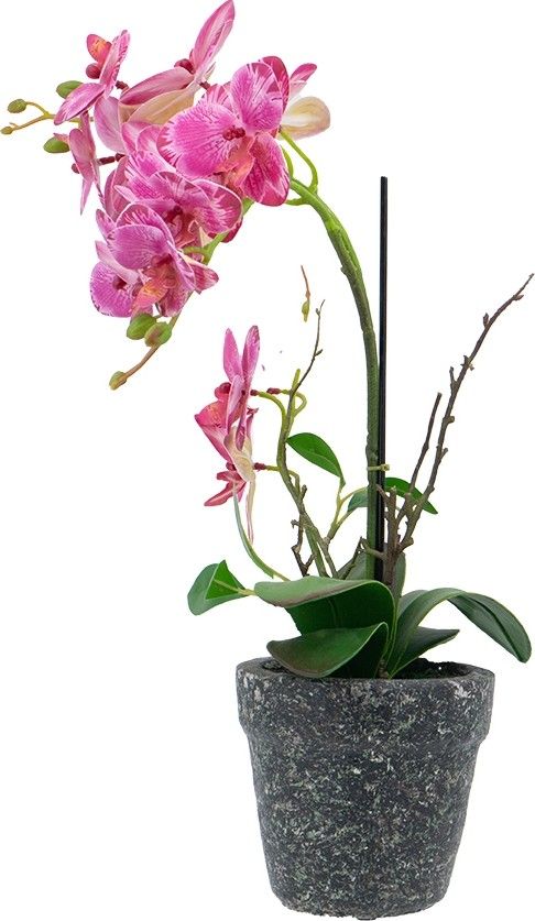 Растение декоративное Орхидея Glasar 420024-AB