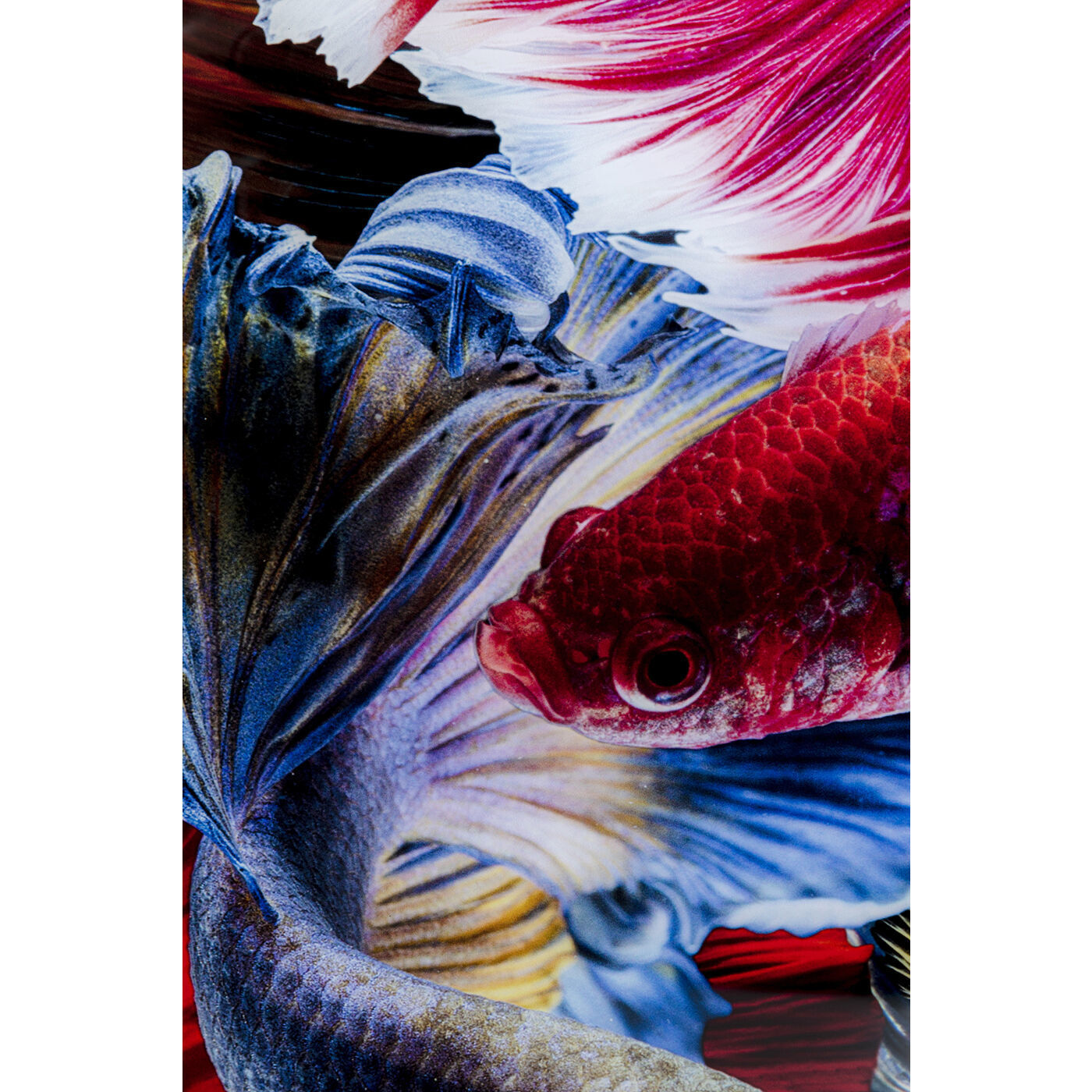Картина Fischschwarm 53082 Kare