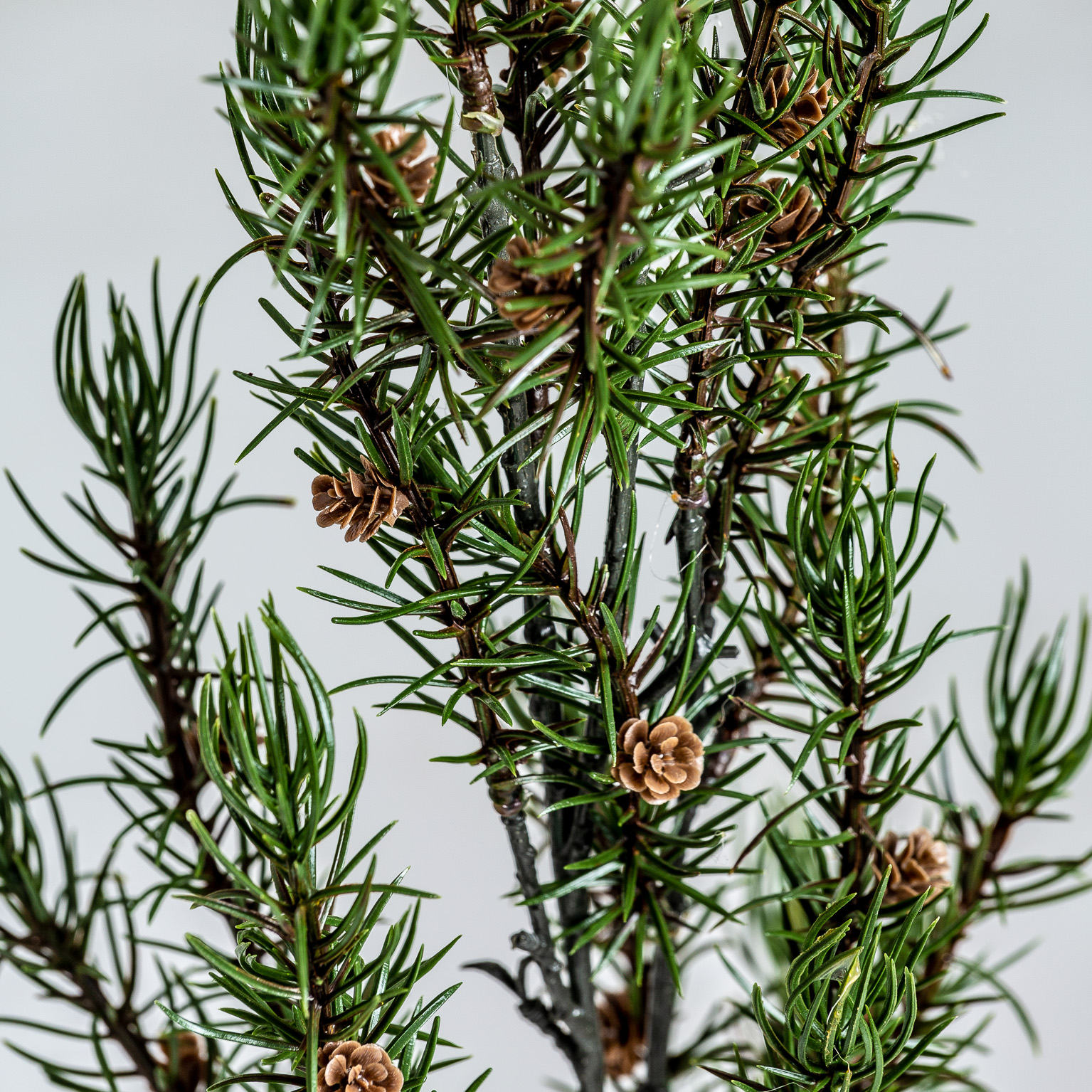 Ветка розмарина ROMERO Vical