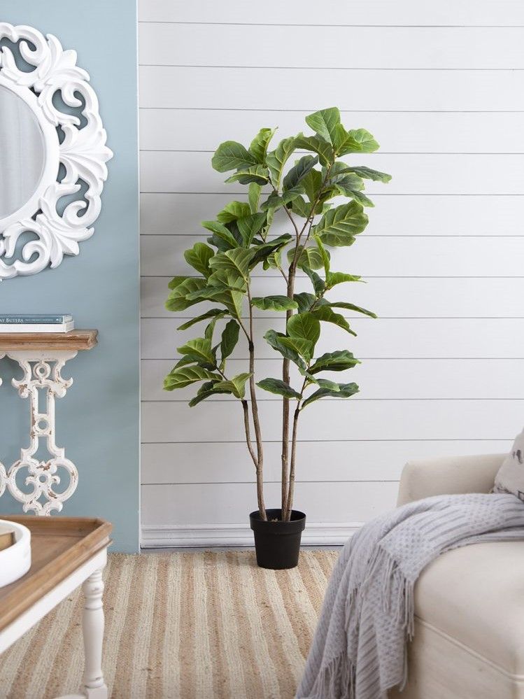 Растение декоративное Фикус Glasar F4536