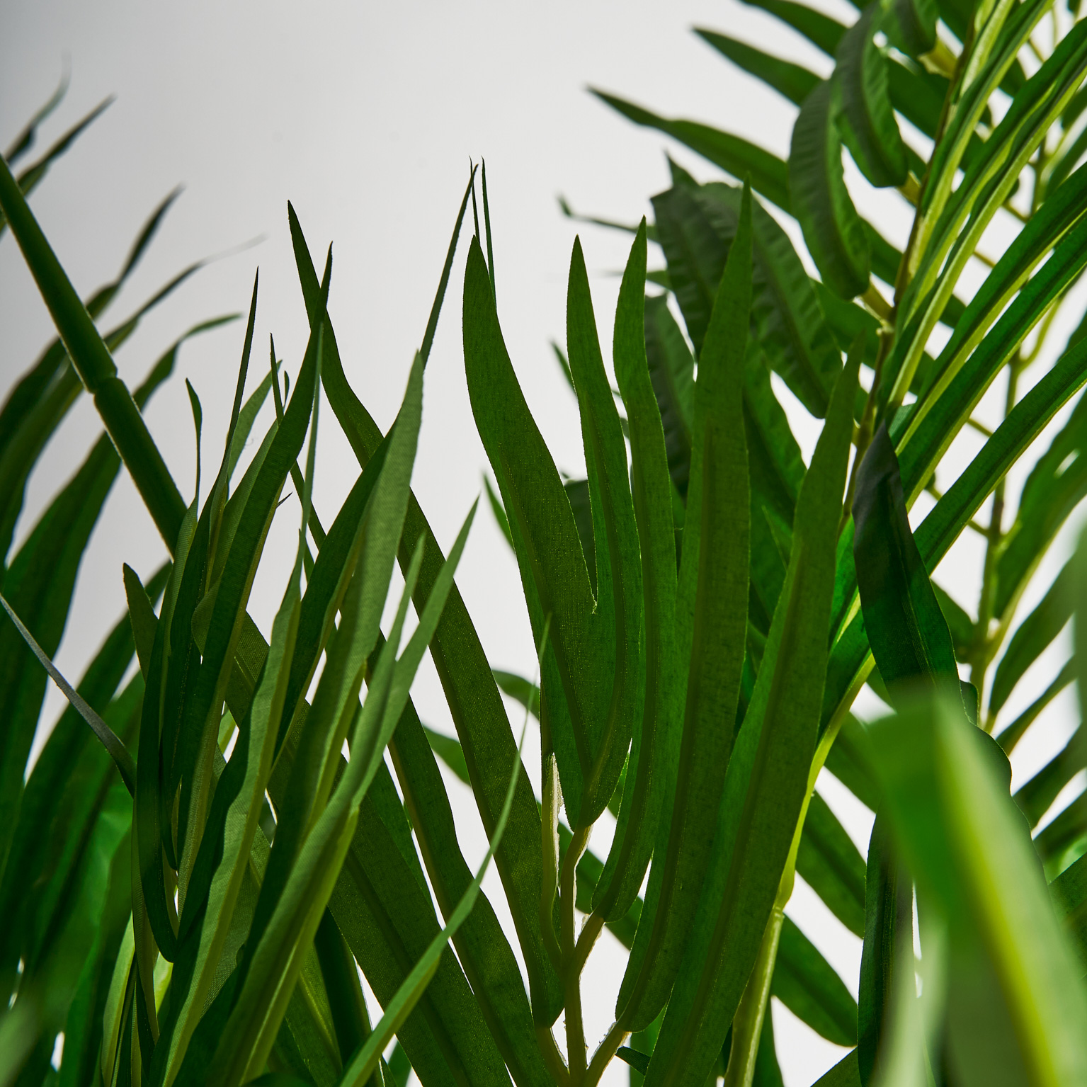 Пальмовое растение PALMERA Vical