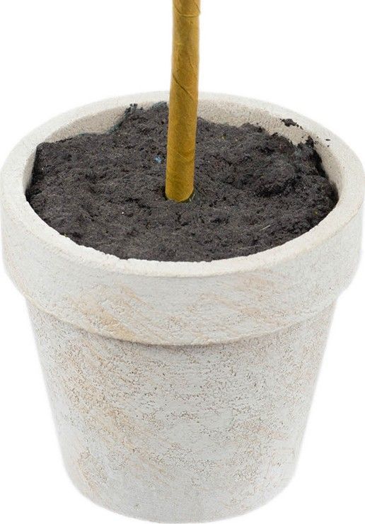 Растения декоративные Самшит, набор Glasar 29283