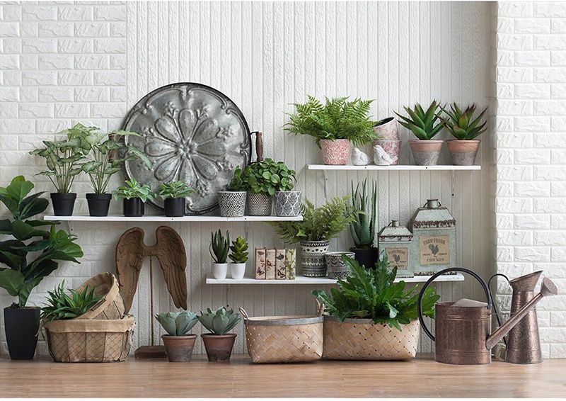 Растение декоративное Фикус Glasar 29877