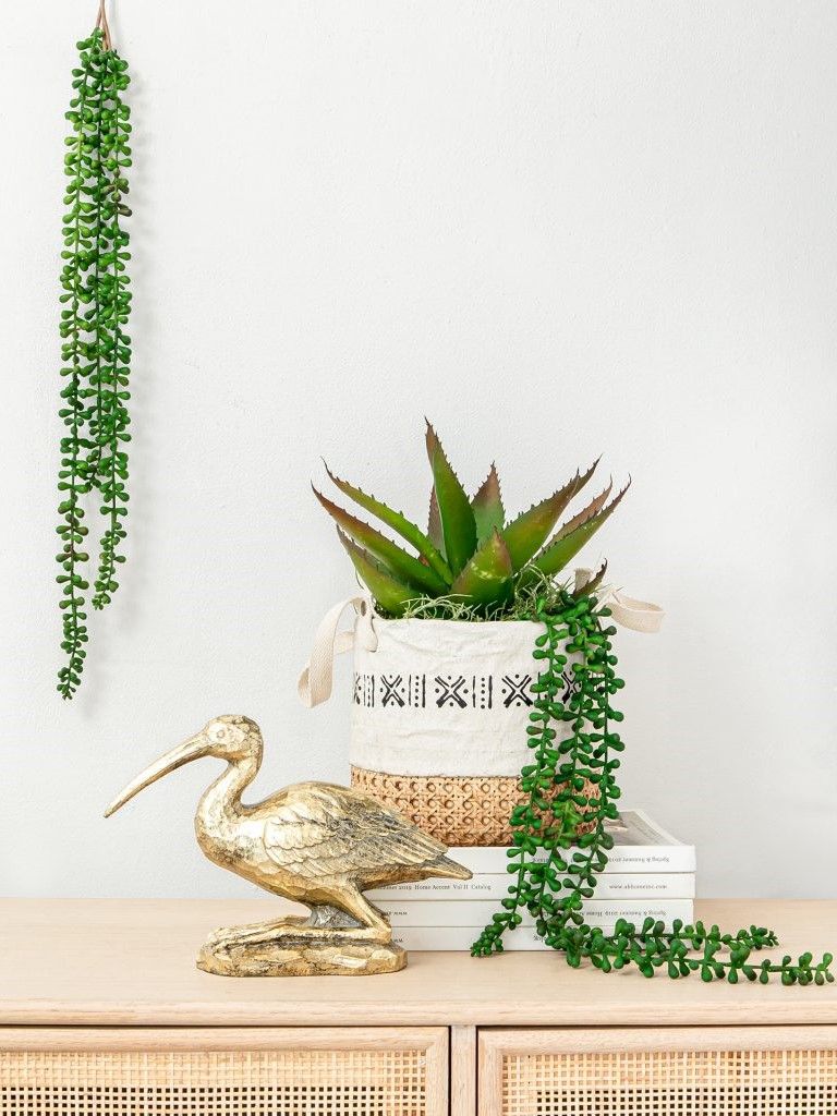 Растение декоративное Суккулент Glasar F2639