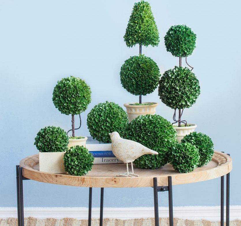 Растение декоративное Самшит Glasar 29397