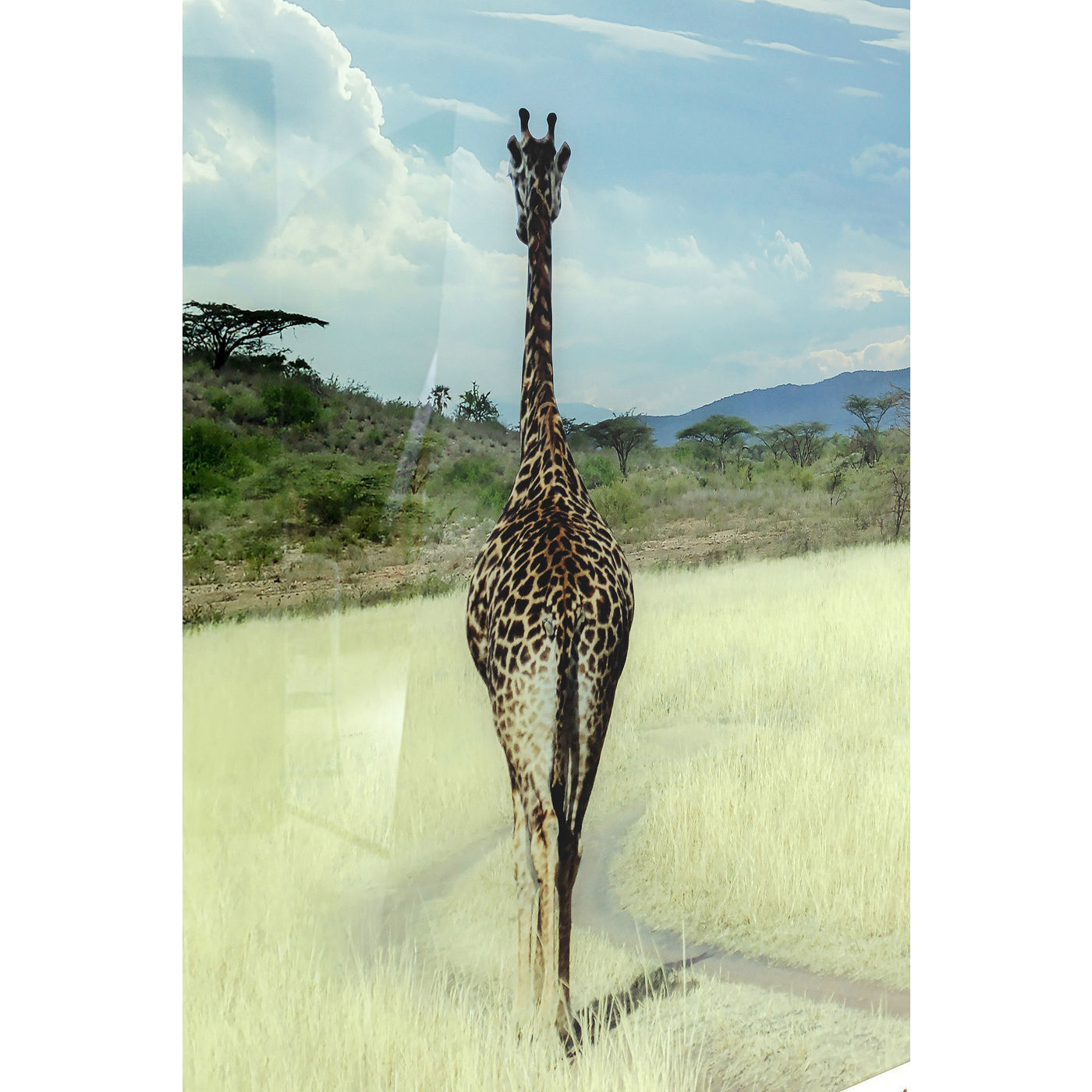 Картина Savanne 51815 KARE