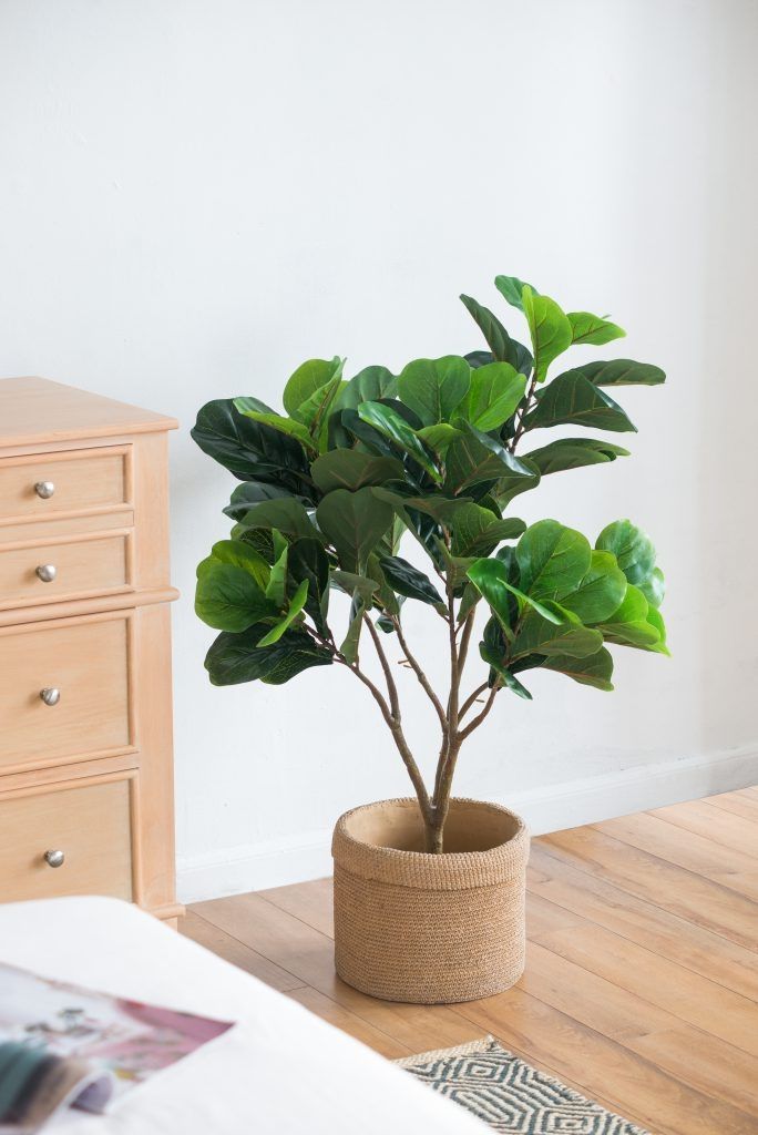 Дерево декоративное Фиговое Glasar SA11851-DS-AB