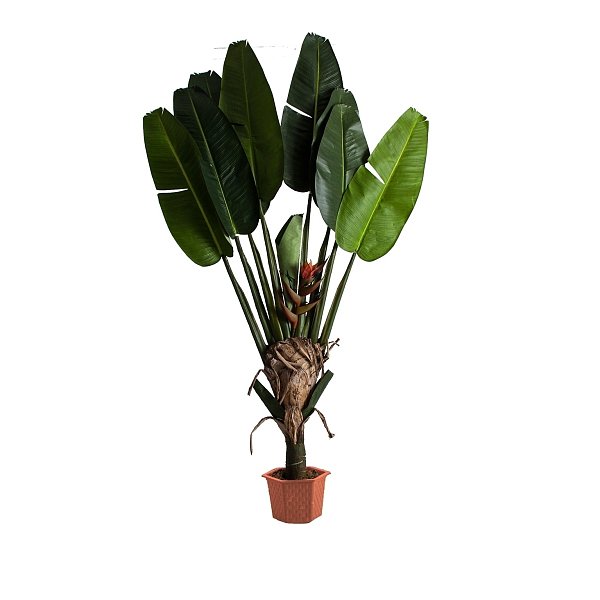 Растение PARADISE Vical