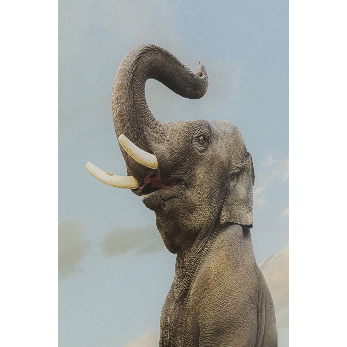 Картина KARE Elephant 54440
