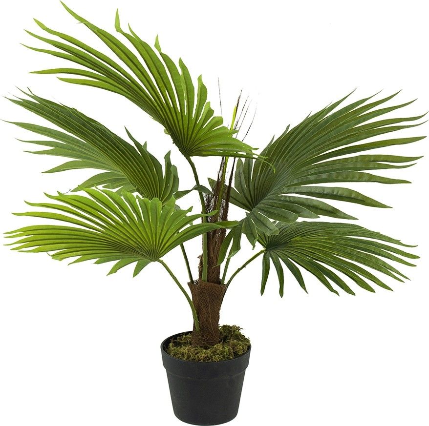 Растение декоративное Пальма Glasar SA11853-AB
