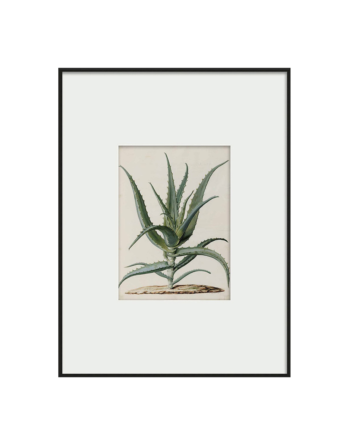 Интерьерный постер Аloe Louvre Home PP230176