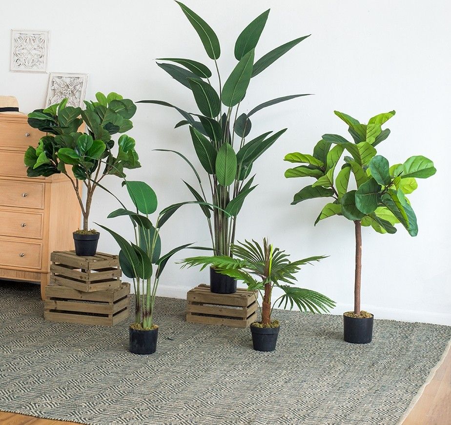 Растение декоративное Пальма Glasar SA11853-AB