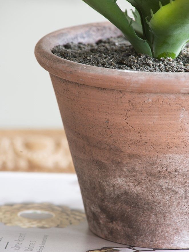 Растение декоративное Суккулент Glasar F2639