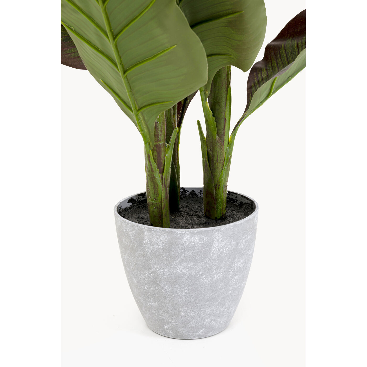 Растение декоративное Canna Lily 115cm KARE 58432