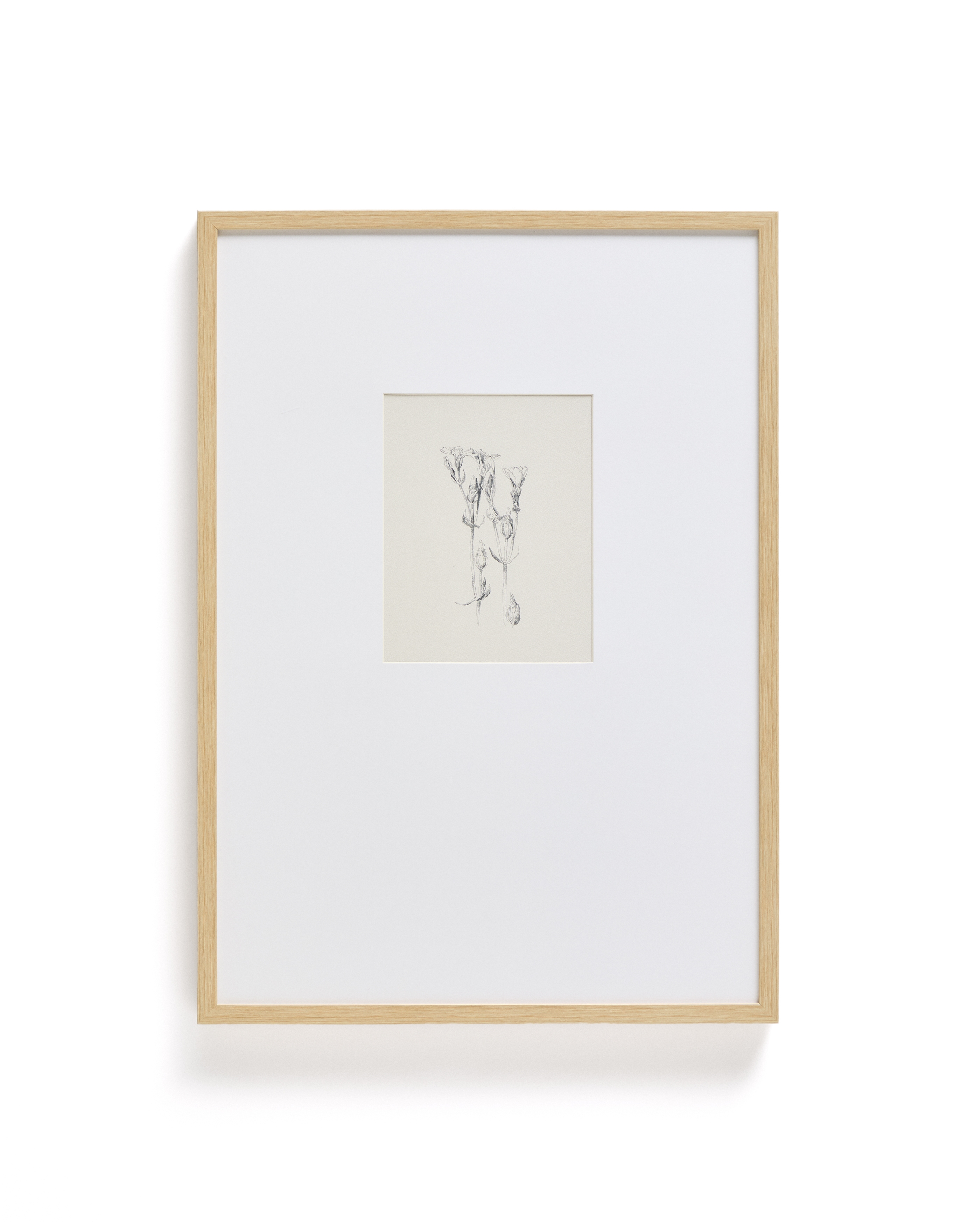 Картина Lirena с ботанической иллюстрацией 70 x 50 см La Forma (ex Julia Grup)