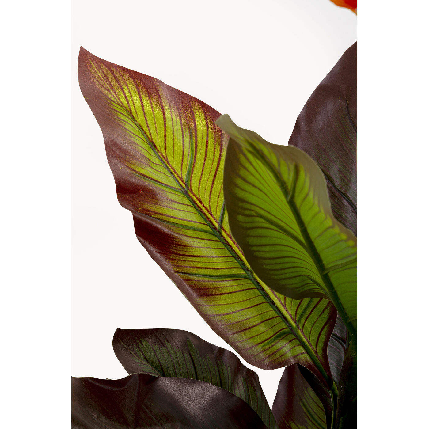 Растение декоративное Canna Lily 115cm KARE 58432