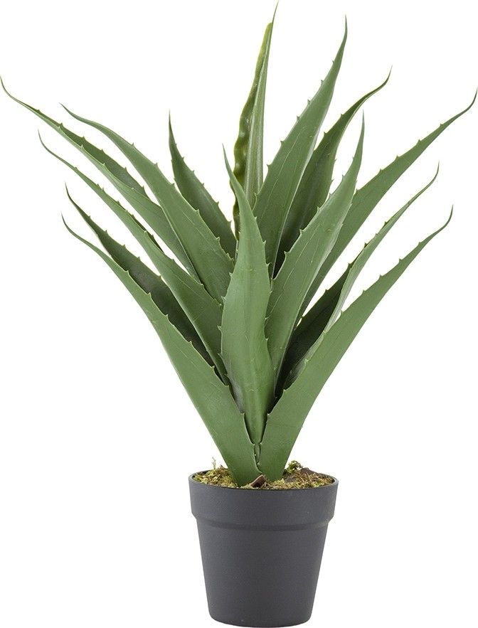 Растение декоративное Алоэ Glasar 420020-AB