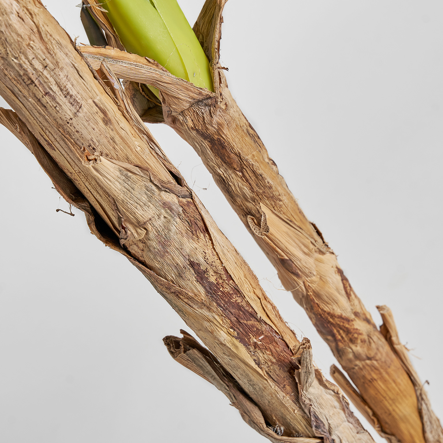 Банановое растение BANANERO Vical