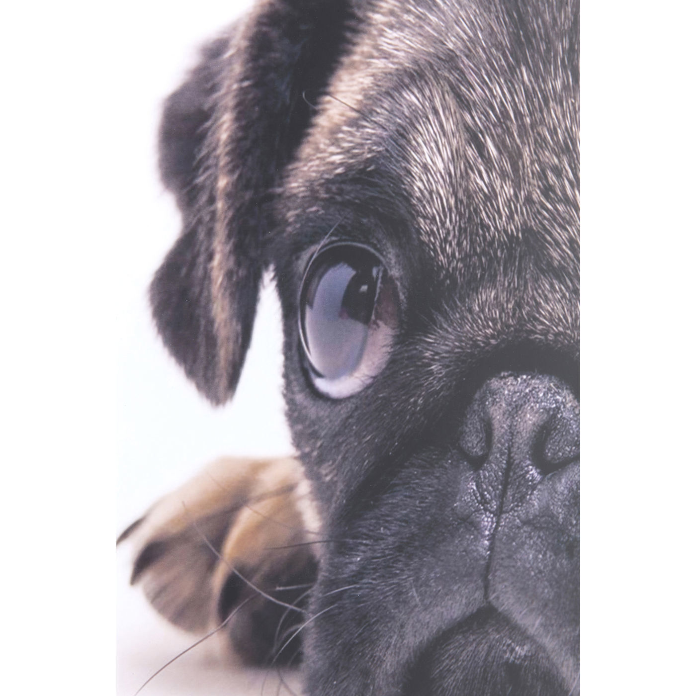 Картина в рамке Mops 63945 KARE
